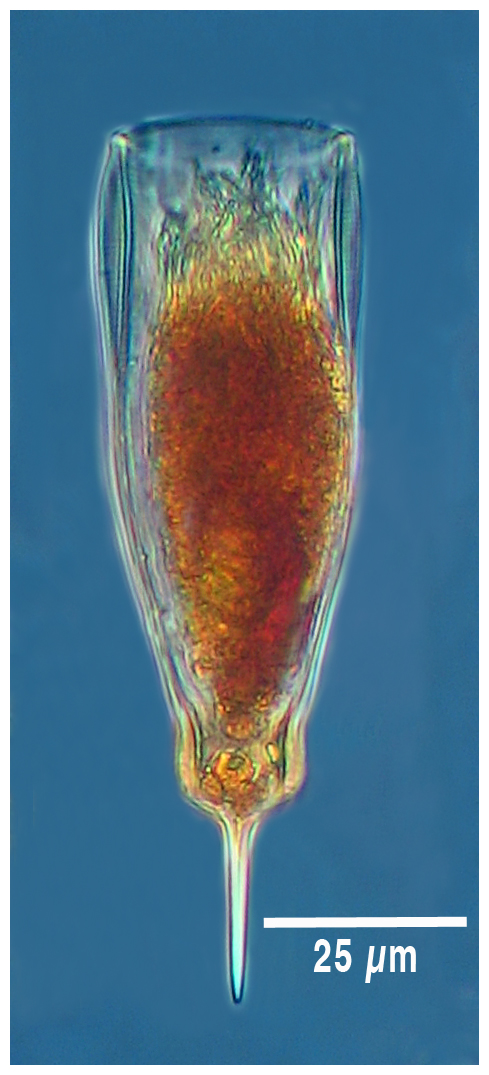 Parundella inflata