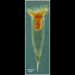 Parundella longa