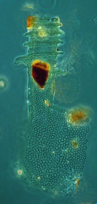 Climacocylis scalaria