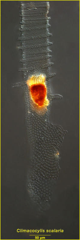 Climacocylis scalaria