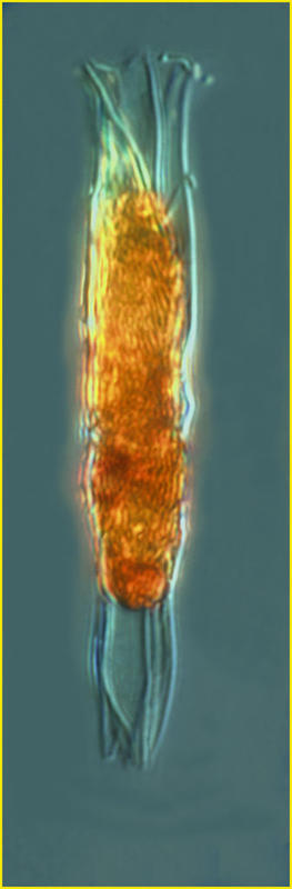 Salpingella faurei