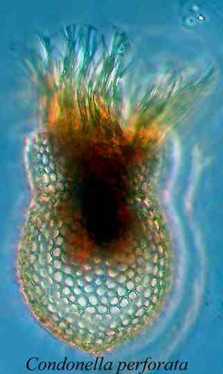 Codonella perforata