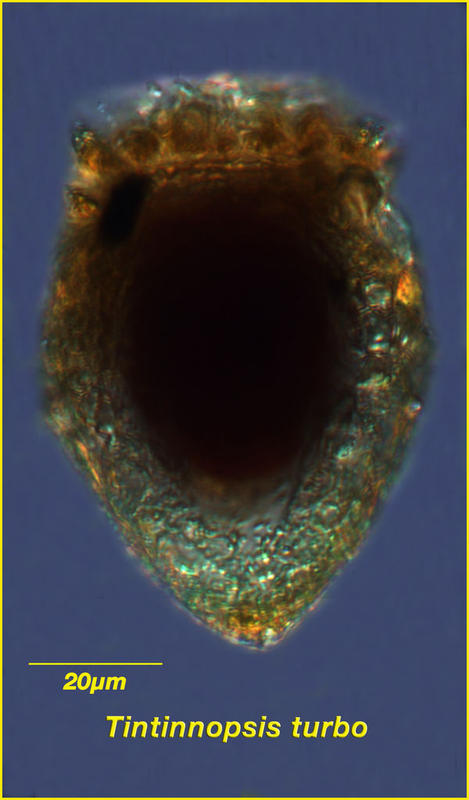 Tintinnopsis turbo