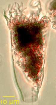 Eutintinnus apertus