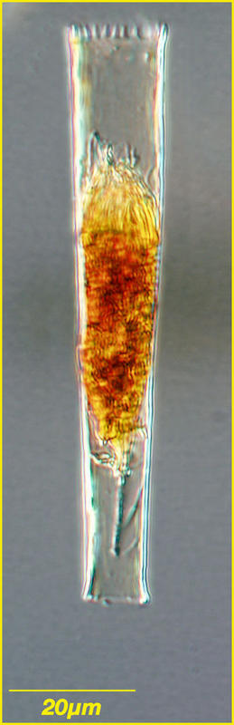 Eutintinnus pectinis