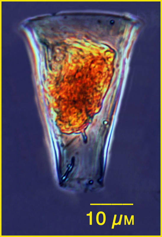 Eutintinnus haslae