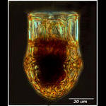 Dictyocysta elegans BOUM.jpg