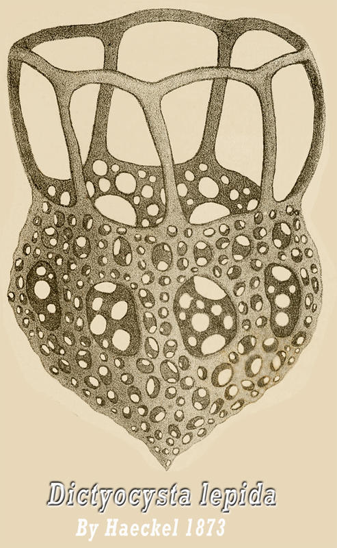 Dictyocysta lepida by Ernst Haeckel
