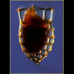 Dictyocysta mitra