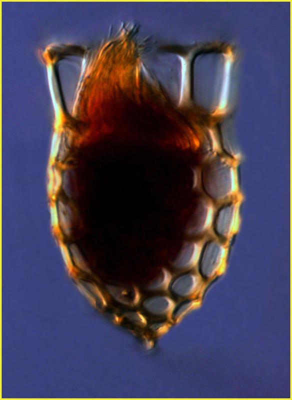 Dictyocysta mitra