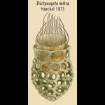 DmitraHaeckel_001.jpg