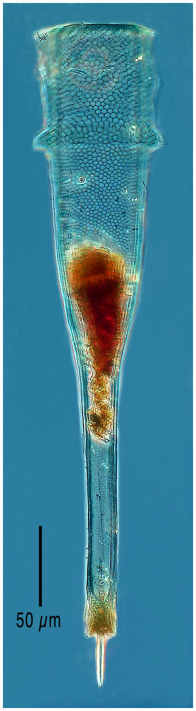 Xystonellopsis pulchra