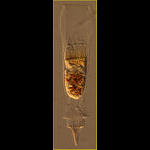 Xystonellopsis paradoxa