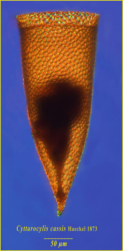 Cyttarocylis cassis