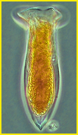 Amphorellopsis tetragona