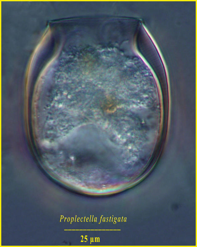 Proplectella fastigata