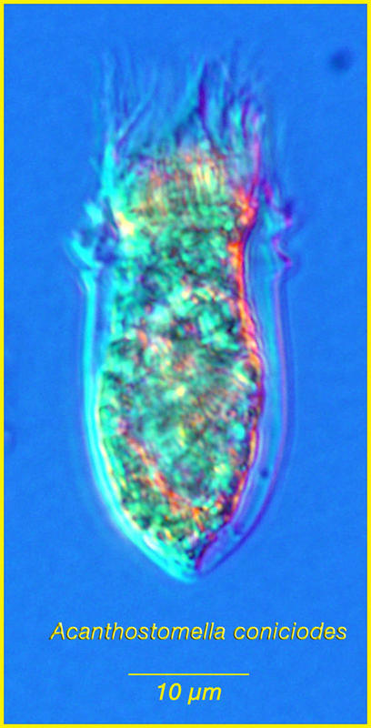 Acanthostomella conicoides