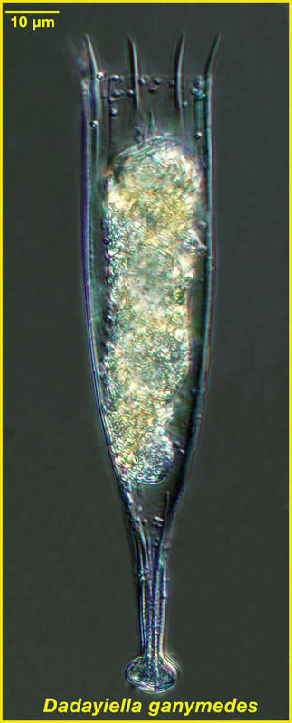 Dadayiella ganymedes