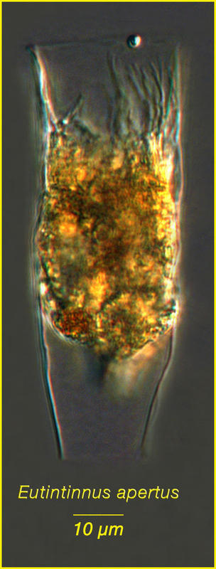 Eutintinnus apertus