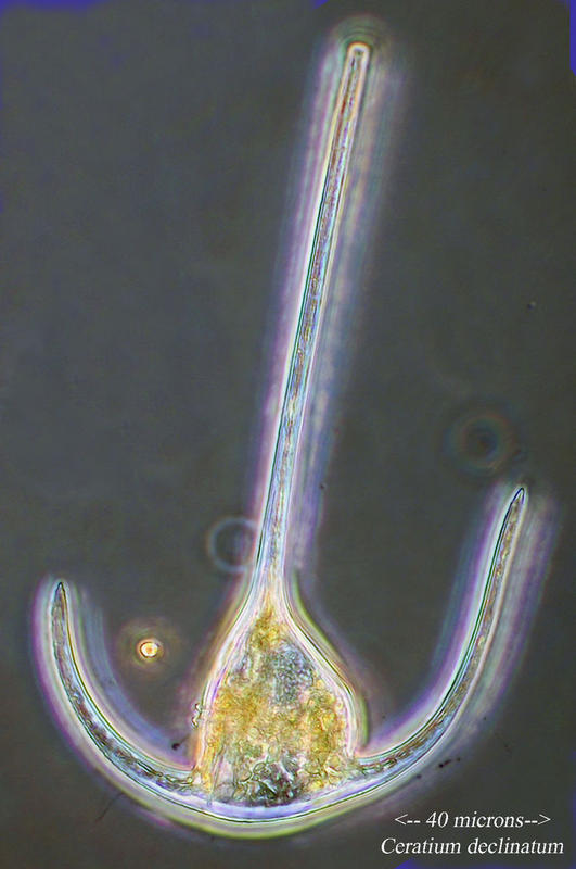 Ceratium declinatum