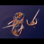 Ceratium ranipes:  Day & Nite morphologies