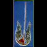 Ceratium platycorne
