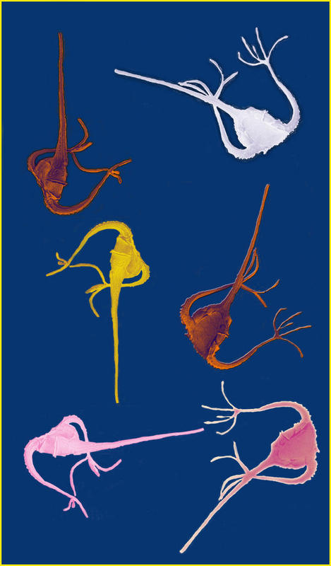 Dancing Fools (Ceratium ranipes)