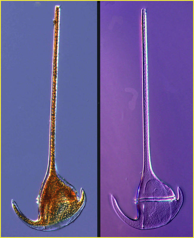 Ceratium pulchellum