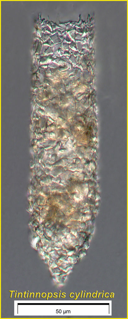 Tintinnopsis cylindrica