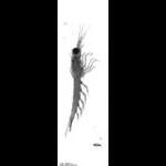rg20110420_1_117