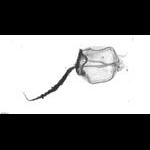other medusae