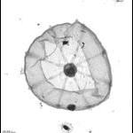 Rhopalonema velatum