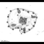 Clytia spp