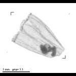Aglaura hemistosa
