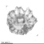 Pelagia noctiluca ephyrula larval stage
