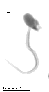 mouton2007_011_1_453