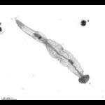 rg20081001_1_557