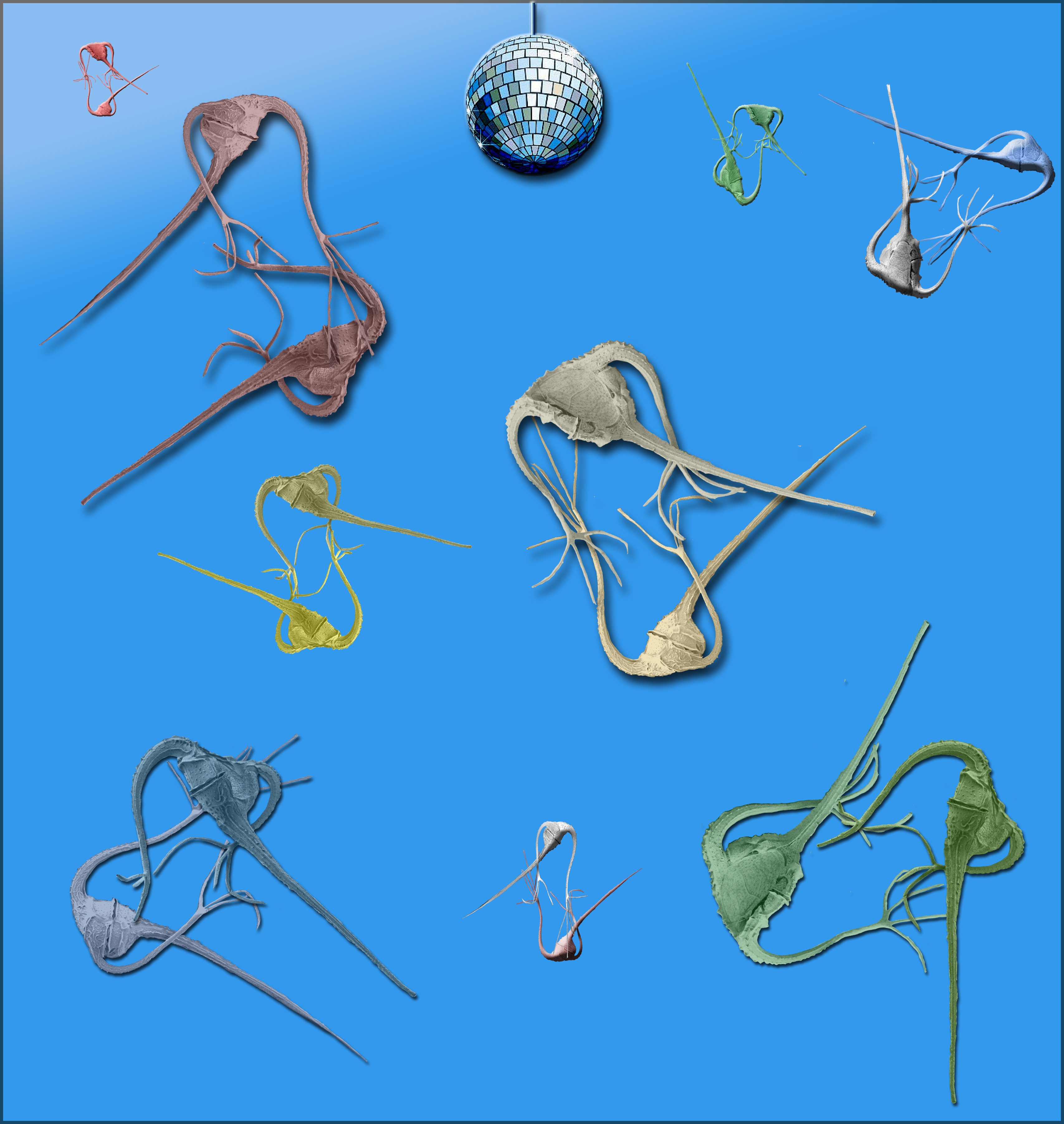Ceratium ranipes Daytime Dance Party (Bop & Swing)