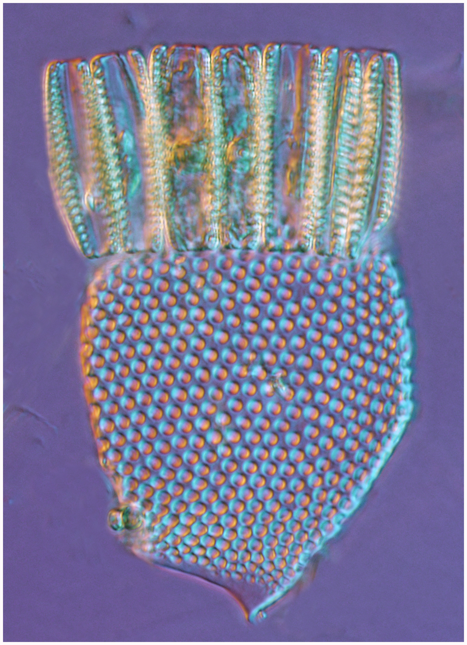 King Radiolarian