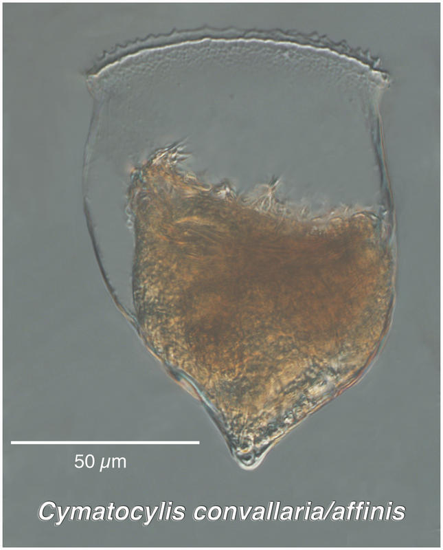 Cymatocylis convallaria/affinis