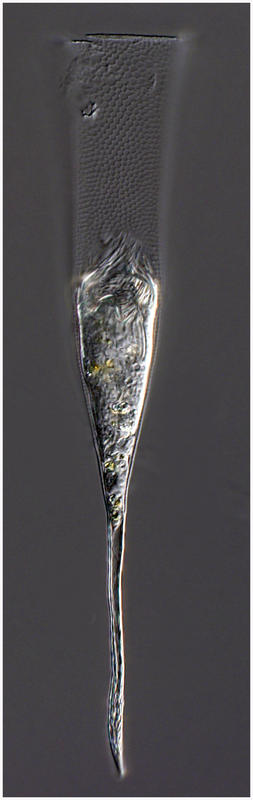 Xystonella longicauda live specimen