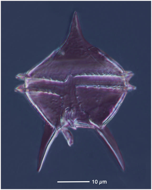Protoperidinium diabolus (Cleve 1900)
