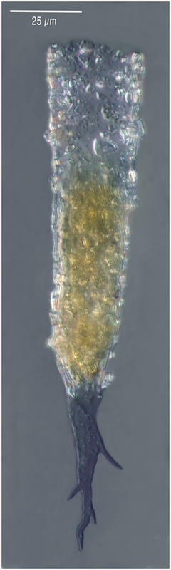Rhizodomus tagatzi