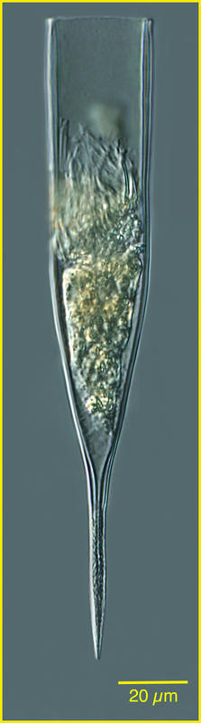 Parundella aculeata