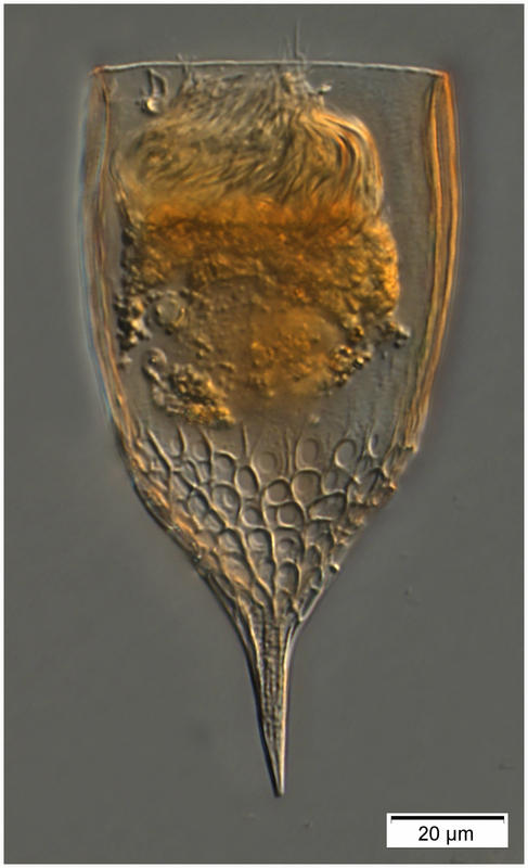 Epiplocylis blanda