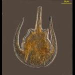 Ceratium limulus from Station 68 of the Tara Oceans Expedition