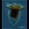 Ptychocylis obtusa from the Chukchi Sea
