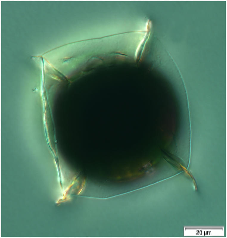 Pterosperma cuboides