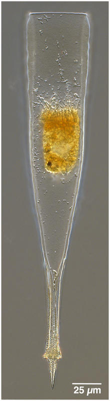 Xystonellopsis tenuirostris
