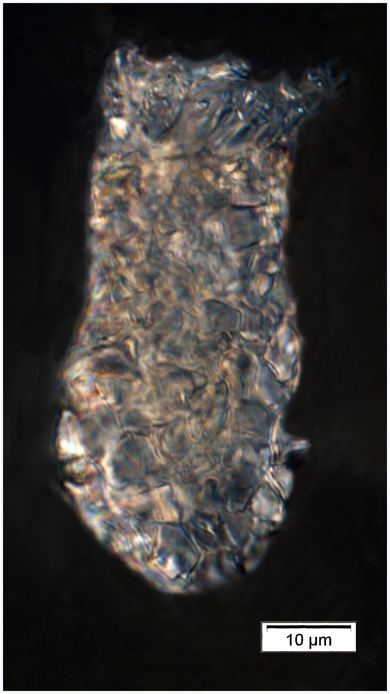 Tintinnopsis acuminata